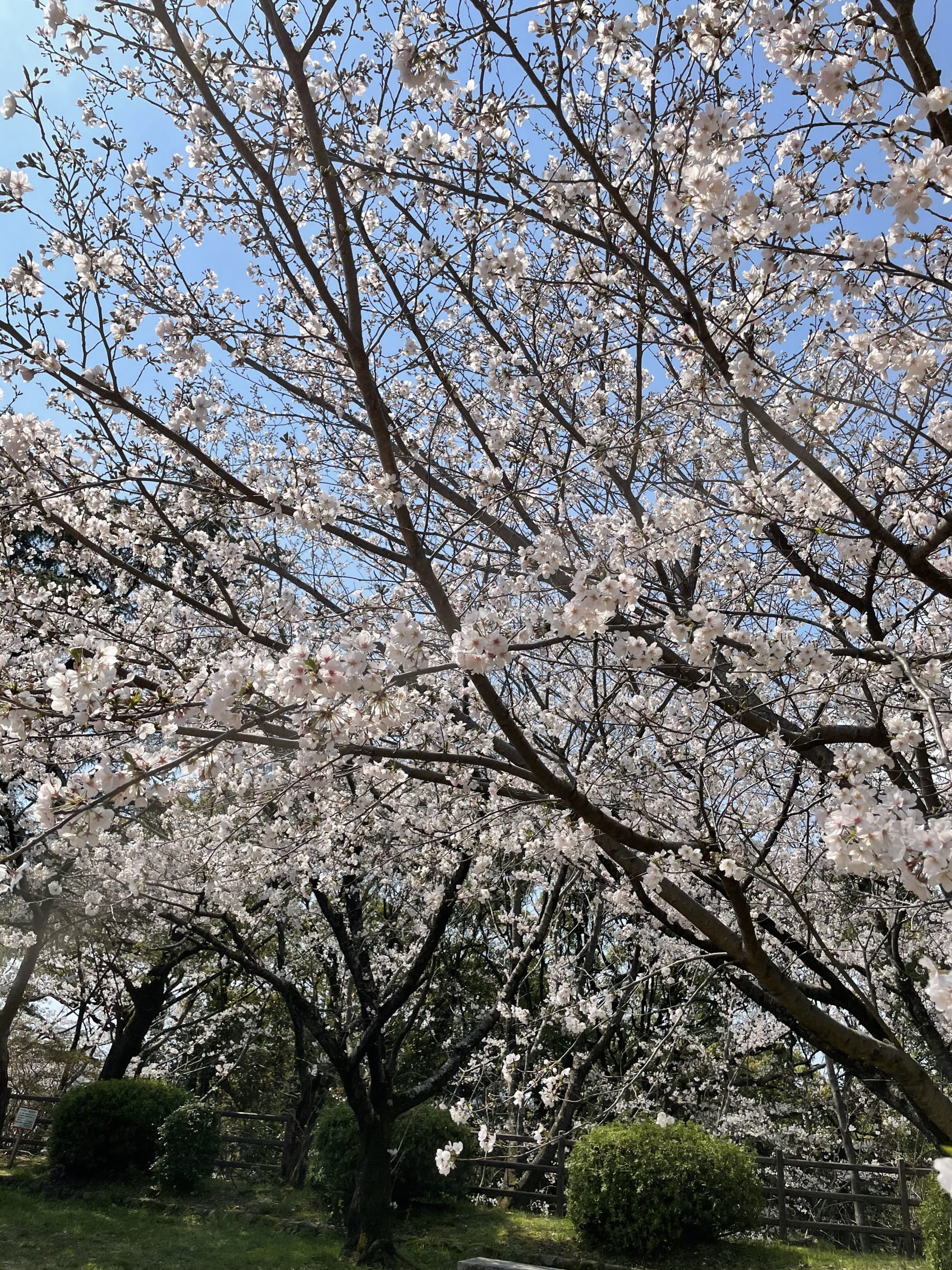 桜×さくら×?